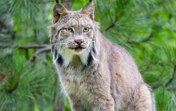 Lynx devant un arbre
