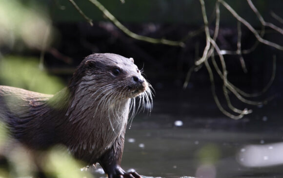 Loutre de rivière au bord de l’eau