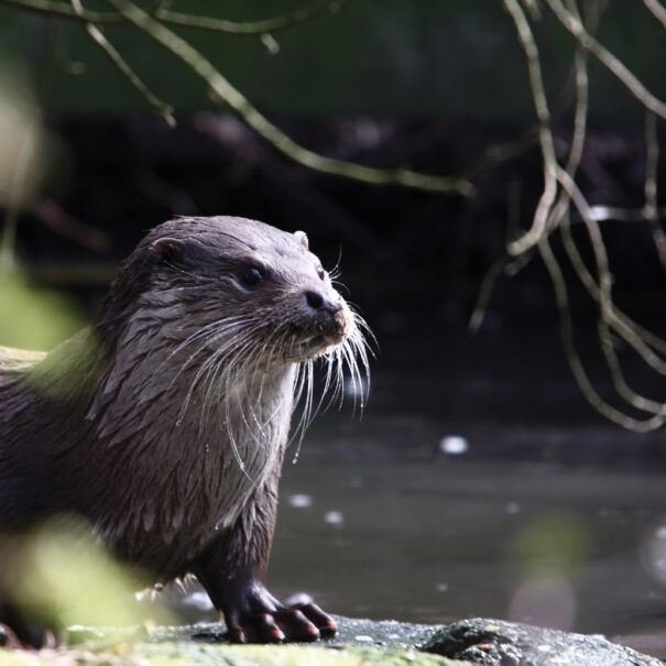 Loutre de rivière au bord de l’eau