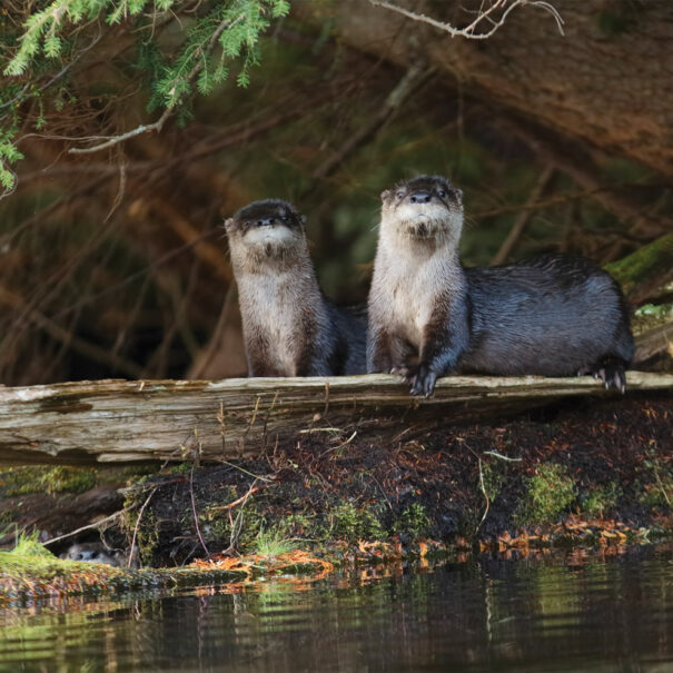 Deux loutres de rivière au bord de l’eau