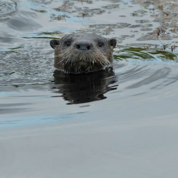 Loutre de rivière sortant la tête de l’eau