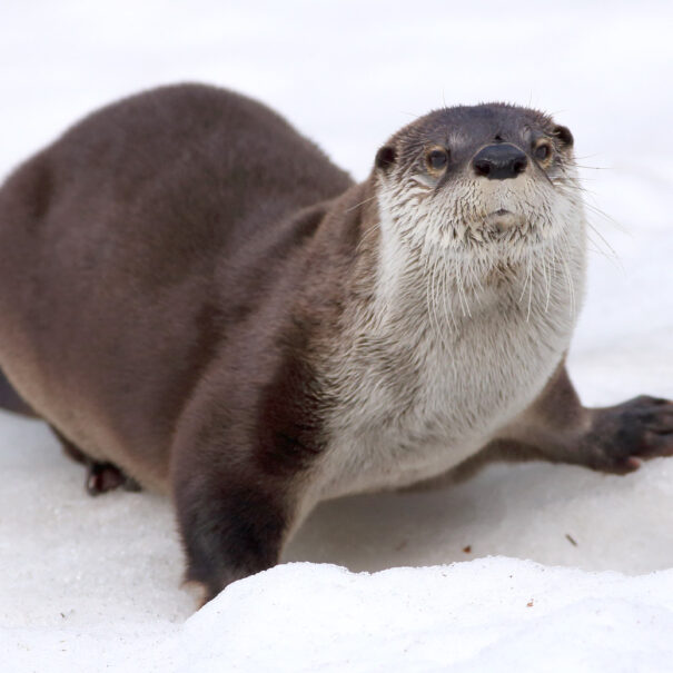 Loutre de rivière dans la neige