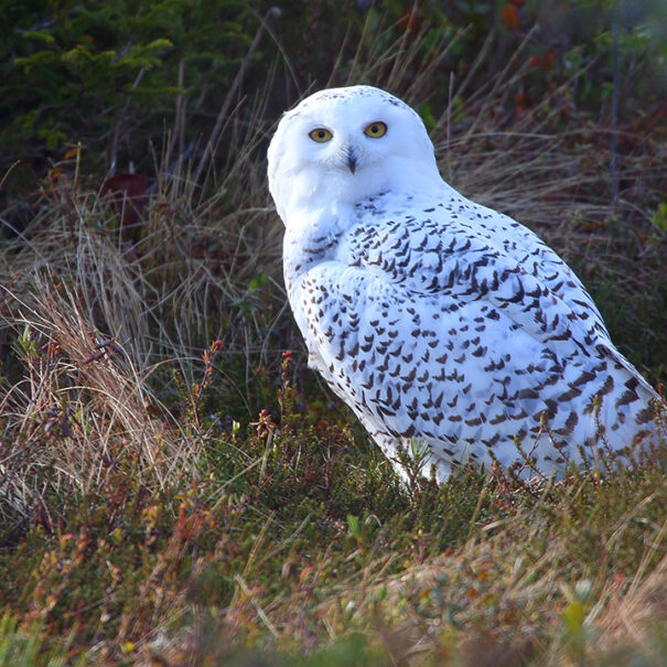 Harfang des neiges dans l’herbe, sa tête tournée vers l’appareil photo