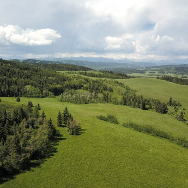 Ranch White Moose, Alberta