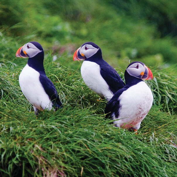 Un groupe de trois macareux moines dans les herbes hautes.