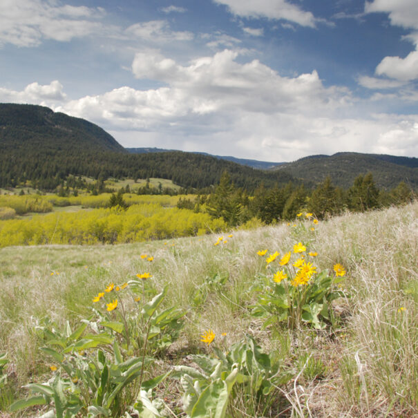 Milieu de prairie, Lac du Bois