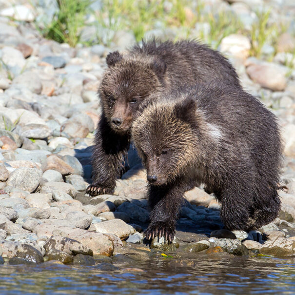 Deux oursons qui se déplacent sur une berge caillouteuse.