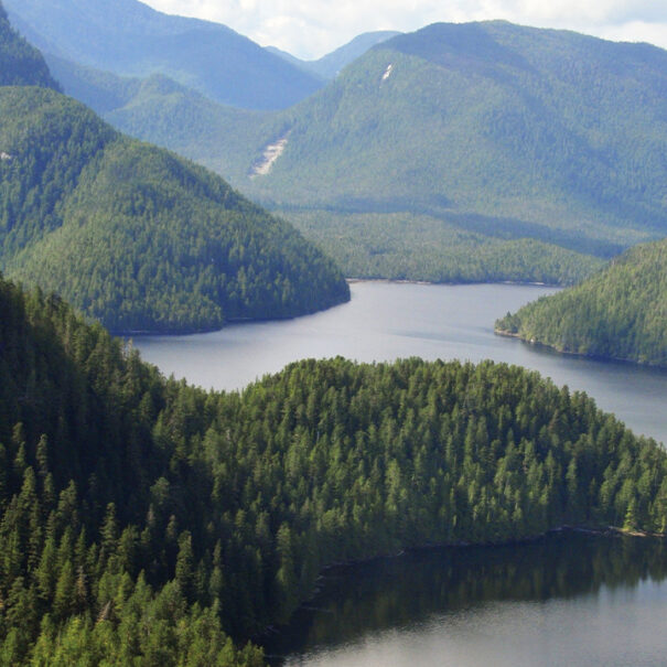 La forêt pluviale du Grand Ours, en Colombie-Britannique