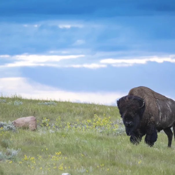 Bison des prairies à l’aire de conservation des prairies patrimoniales Old Man on His Back, en Saskatchewan.