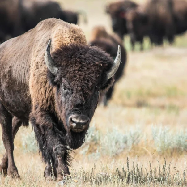 Un bison des prairies au pelage épais et brun foncé et aux cornes proéminentes se dirige vers l'appareil photo dans un champ herbeux. Un troupeau de bisons en train de paître est à l'arrière-plan.