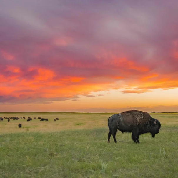 Au loin, un troupeau de bisons dans une vaste prairie ouverte sous un ciel éclatant au crépuscule. Un bison se tient bien en évidence au premier plan, le reste du troupeau étant dispersé dans le paysage plat de la prairie.