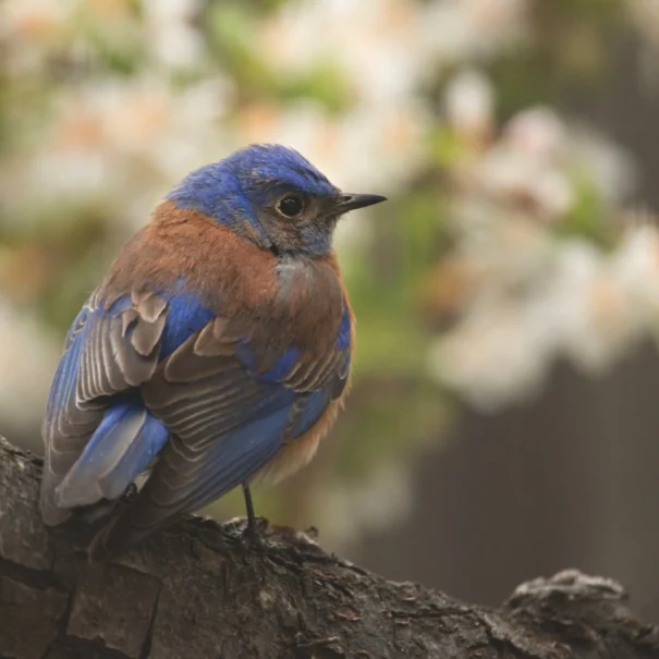 Un merlebleu de l’Ouest perché sur une branche d'arbre. Il a des plumes bleues sur la tête, les ailes et la queue, et une poitrine orange rouille. L'arrière-plan flou présente des fleurs blanches et un feuillage vert.