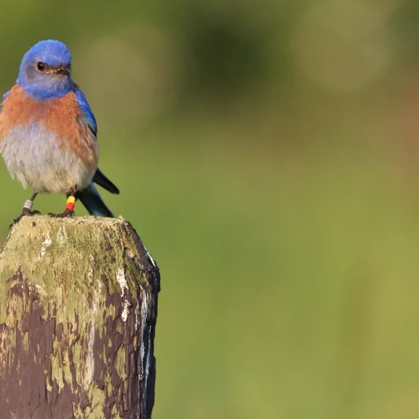 Un merlebleu de l’Ouest à la tête et aux ailes bleu vif et à la poitrine brun rouille, perché sur un poteau en bois usé par les intempéries. L'arrière-plan est légèrement flou avec des tons verts et bruns, indiquant un environnement extérieur.