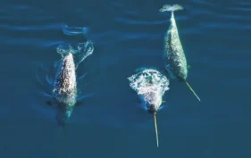 Trois narvals nageant dans des eaux bleues profondes - deux tournés vers le bas avec des défenses visibles au-dessus de la surface, et un tourné vers le haut avec sa nageoire caudale émergeant de l'eau.