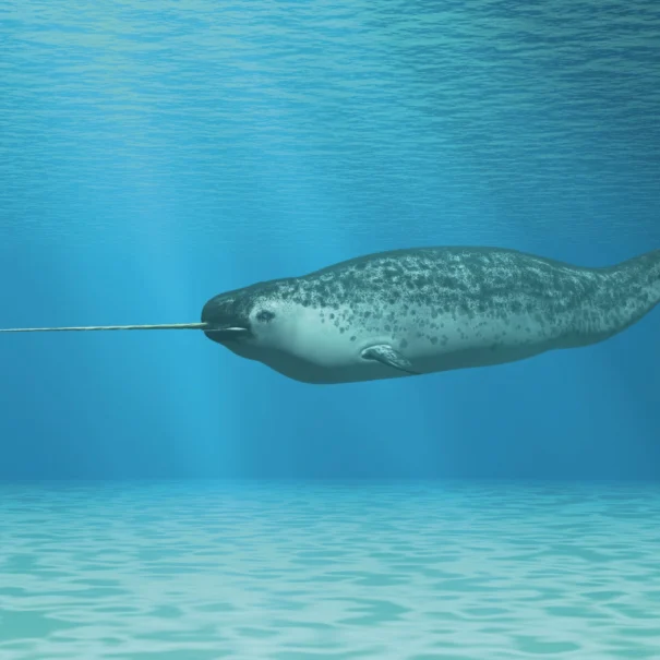 Un narval et sa longue défense en spirale dans une eau bleue claire traversée de rayons lumineux provenant de la surface. Le fond de l'océan est visible.
