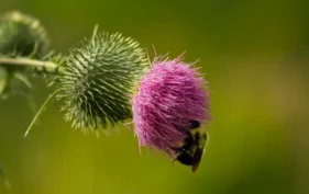 Bumble bee on thistle, Hawkridge, Frontenac Arch, ON