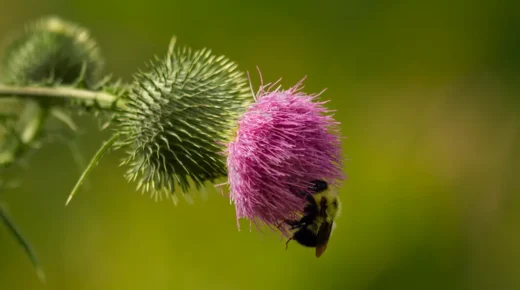 Bumble bee on thistle, Hawkridge, Frontenac Arch, ON