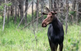 A moose standing in tall grass, there are trees in the background
