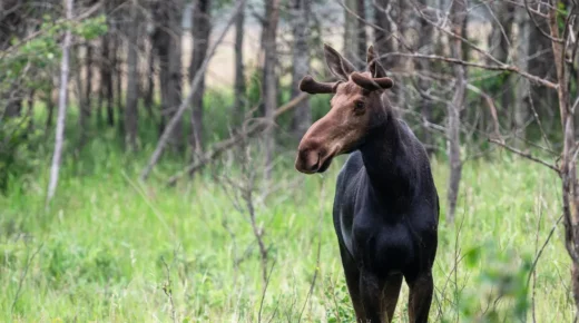 A moose standing in tall grass, there are trees in the background