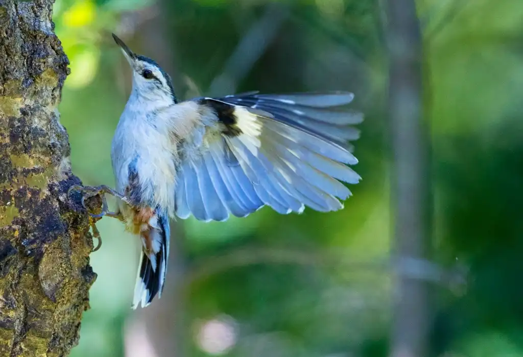 white-breasted nuthatch perched on a tree with wings spread
