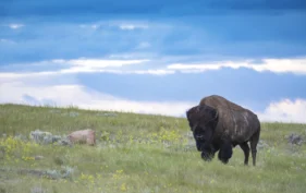 Plains bison at Old Man on His Back Prairie and Heritage Conservation Area, Saskatchewan