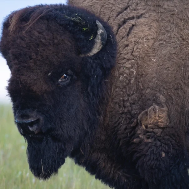 A close-up of a plains bison standing in a grassy field, with dark brown fur, a large head, prominent hump, and small curved horns. The background is softly blurred, showing grass and a distant horizon.