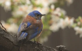 A Western bluebird perched on a tree branch, with blue feathers on its head, wings, and tail, and a rusty orange chest. The blurred background features white flowers and green foliage.