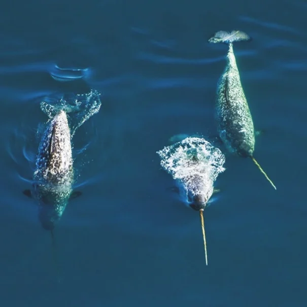 Three narwhals swimming in deep blue water—two facing downward with visible tusks above the surface, and one facing upward with its tail fin breaking through the water.