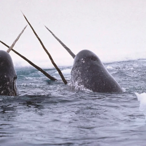 Four narwhals swimming in icy Arctic waters, with their long, spiral tusks prominently visible above the surface. Ice and snow are visible in the background.
