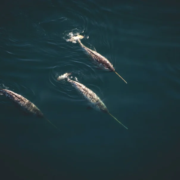 Three narwhals swimming diagonally across dark blue water from bottom left to top right, with long tusks clearly visible and ripples indicating movement.