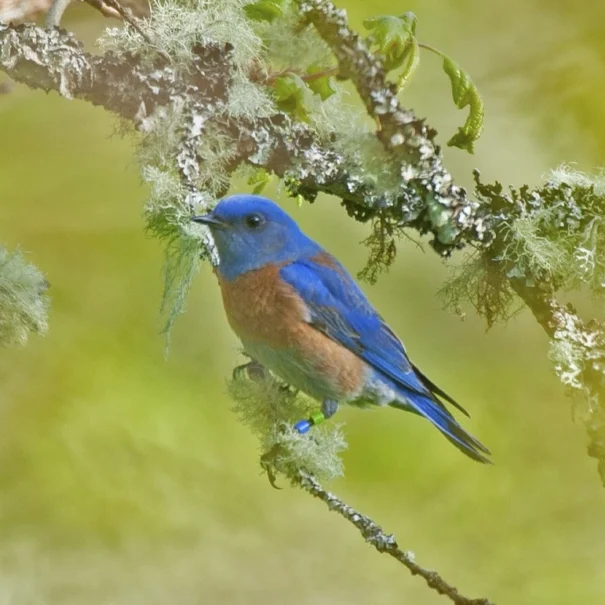 A Western bluebird perched on a tree branch, with blue feathers on its head, wings, and tail, and a rusty orange chest.