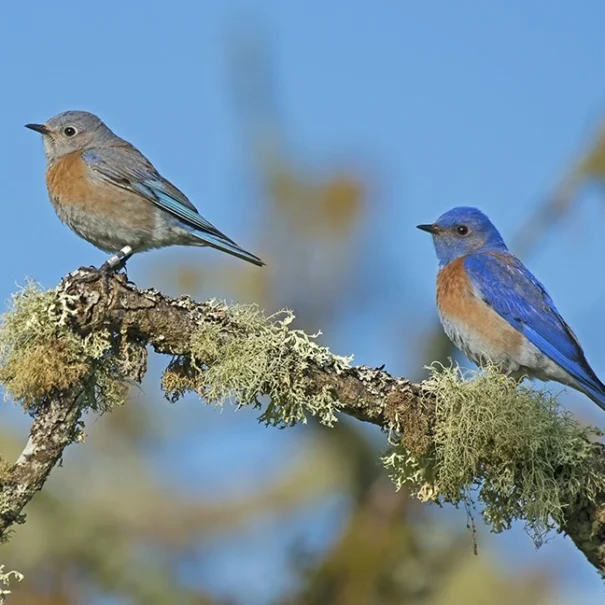 Two Western bluebirds perched on a lichen-covered branch, set against a blurred background of blue sky and foliage. One bird has muted grayish-blue feathers, while the other displays vibrant bright blue plumage.